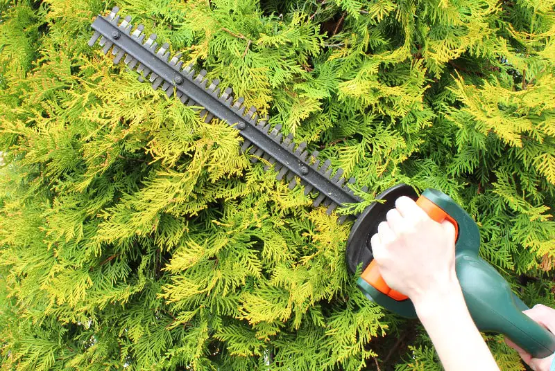   best gas hedge trimmer