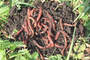 vermicomposting worms