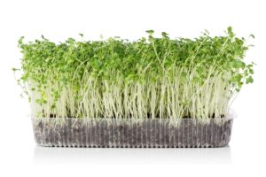 microgreen is growing in microgreen trays