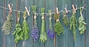 herbs and their meanings