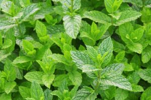 How to Harvest Mint