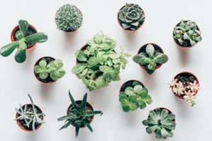 best pots for succulents