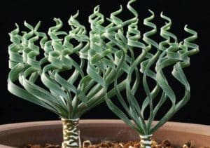 Trachyandra Tortilis Succulent Plant Guide