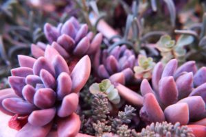 purple succulents-Purple Pearl Echeveria